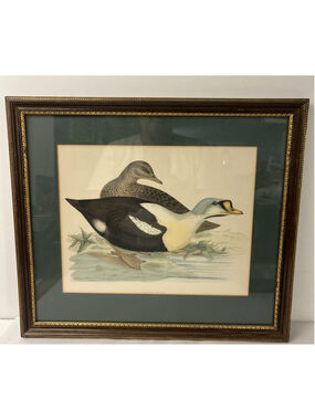 Vintage Antique 1850s FO Morris British Birds Print King Duck Eider Framed 14x16